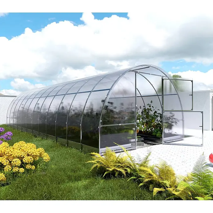 Klasika Greenhouses Gewächshaus Easy Klasika - Außenmaß inkl. Dachüberstand (B x T): 300 x 800 cm, Material Seitenwand: Kunststoff, 4 mm, Silbergrau - Großes Gewächshaus mit gewölbtem Dach, transparenten Polycarbonatplatten und Metallrahmen in einem Garten. Offene Türen zeigen Pflanzen im Inneren.