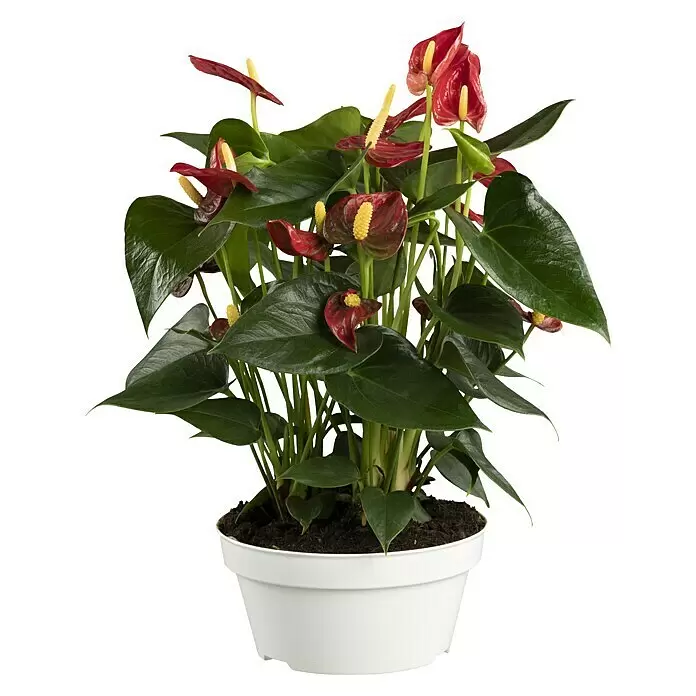 Piardino FlamingoblumeAnthurium x andreanum, Dunkelrot