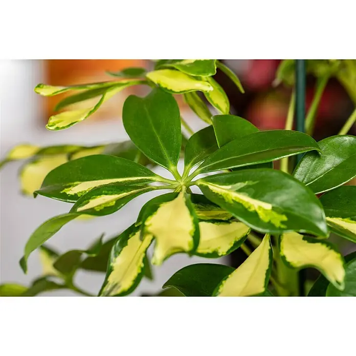 Piardino Strahlenaralie Gerda - Schefflera arboricola, Topfgröße: 12 cm, Grün/Weiß - Nahaufnahme einer strahlenden Schefflera arboricola 'Gold Capella', die ihre leuchtenden, goldfarbenen Akzente auf den grünen Blättern präsentiert.