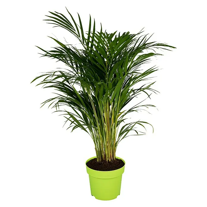 Piardino Goldfruchtpalme - Dypsis lutescens, Topfgröße: 21 cm, Blattfarbe: Grün - Zimmerpflanze Areca-Palme in einem hellgrünen Topf. Perfekt für eine grüne und frische Atmosphäre im Haus oder Büro.
