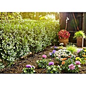 Gardena Micro-Drip Set za zalivanje  (Ustrezno za: Gardena Micro Drip Sistem, Območje uporabe izdelka: Za zunanjo uporabo) | 7318 - Sprinklersysteme und Micro Drip | IAFB - Systemteile Wassertechnik | IAF - Wassertechnik | IA - Gartenhartware | I - Stadtgarten | BAUHAUS