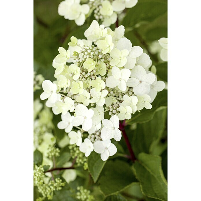 Piardino Ballhortensie AnnabelleHydrangea arborescens Annabelle, Topfgröße: 23 cm, Cremeweiß Detail Shot