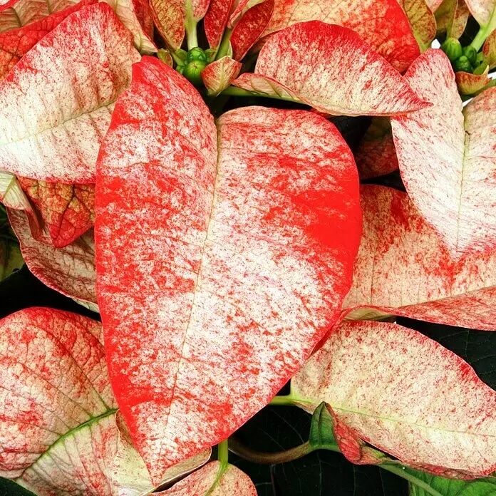 Piardino Weihnachtsstern zweifarbig - Euphorbia pulcherrima Fellings Rosa, Topfgröße: 11 cm, Zweifarbig - Eine lebendige Weihnachtssterne-Pflanze mit einzigartig gesprenkelten rot-weißen Blättern.