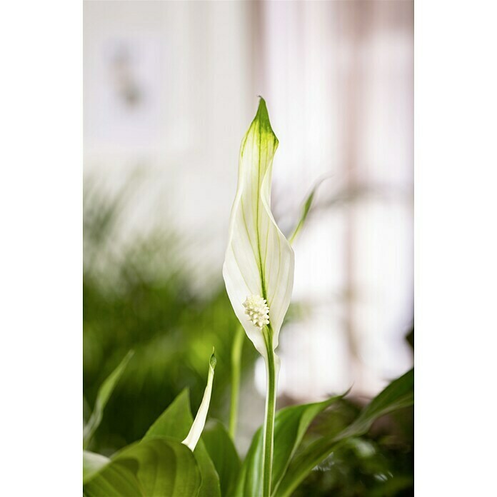 Piardino EinblattSpathiphyllum floribundum, Topfgröße: 12 cm, Weiß Detail Shot