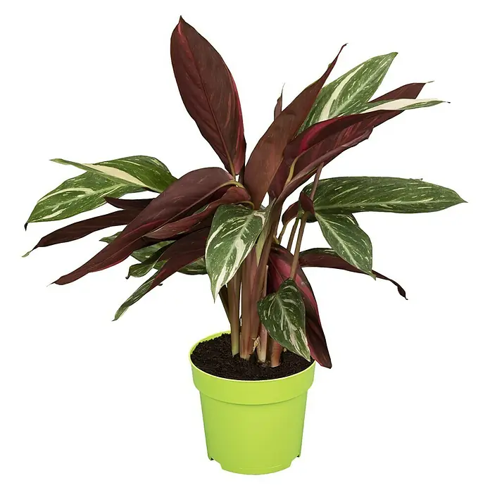 Piardino Korbmarante - Calathea musaica in Sorten, Topfgröße: 12 cm - Zimmerpflanze 'Stromanthe' in einem hellgrünen Topf, mit rot-grünen Blättern, die eine auffällige und dekorative Note verleihen.