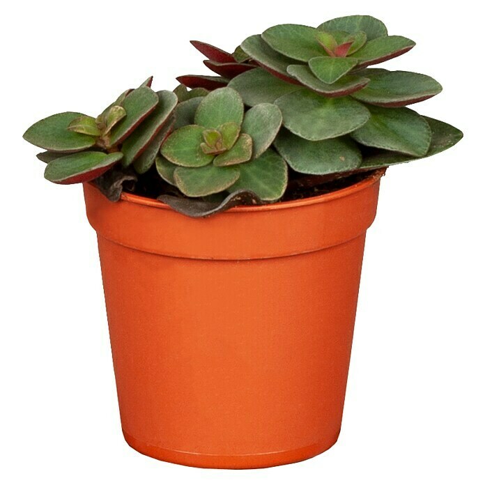 Piardino Zwergpfeffer (Peperomia, Topfgröße: 6 cm) | BAUHAUS