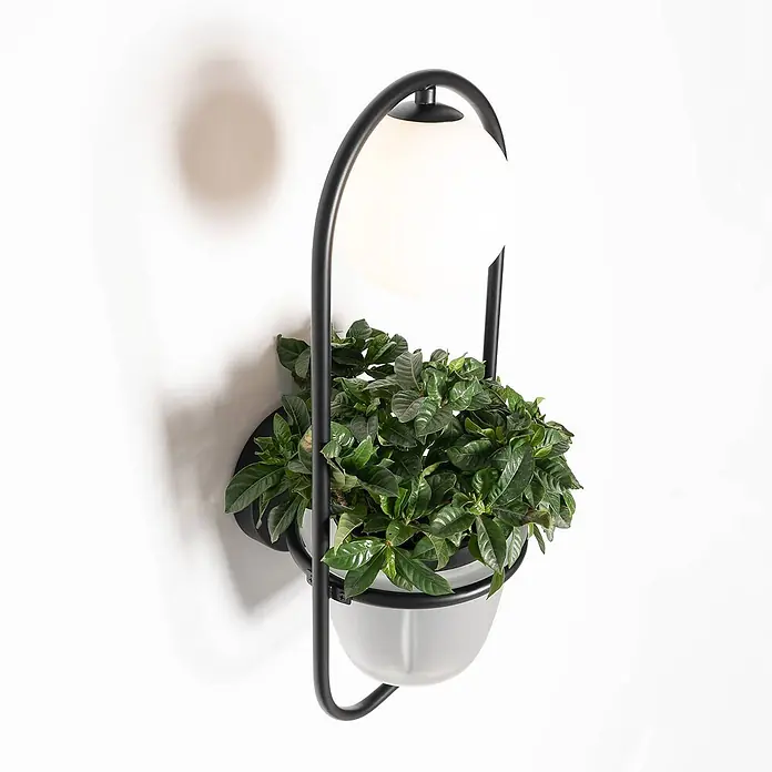 Lindby Wandleuchte Orna - L x B x H: 20,5 x 20,9 x 49 cm, schwarz, G9 - Wandmontierter Pflanzer aus schwarzem Metall mit integrierter weißer Kugelleuchte und grüner Pflanze.