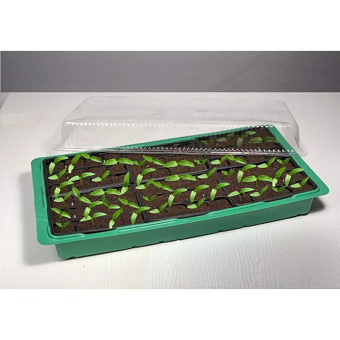 Floraworld Zimmergewächshaus - L x B x H: 57 x 30 x 14 cm, Grün, Mit 72 Anzuchttöpfen - Anzuchtkasten mit jungen Pflanzen und transparentem Deckel für die Aufzucht im Innenbereich.