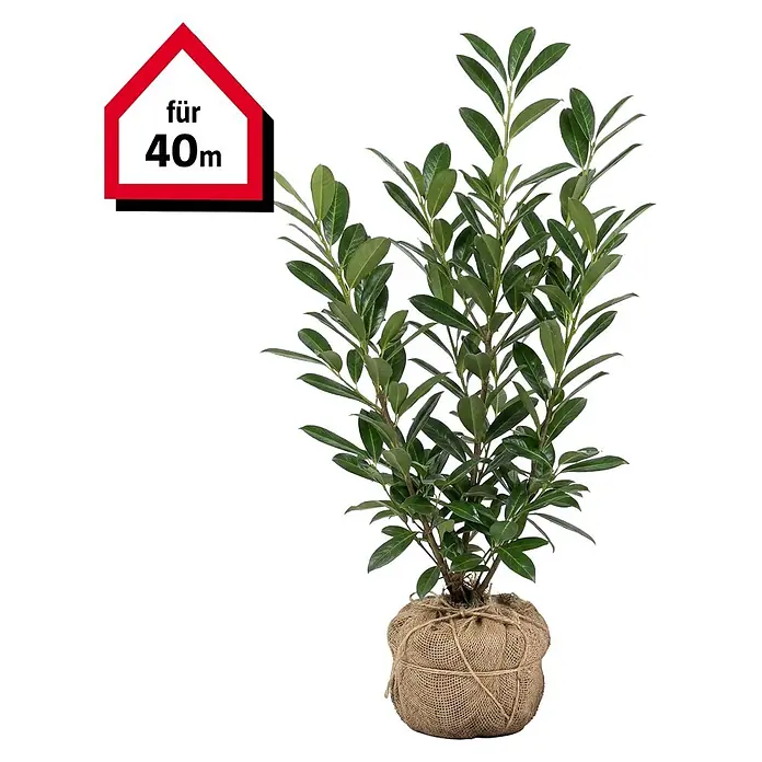ligustrum variegata Variegated Ligustrum – Liberty Landscape Supply