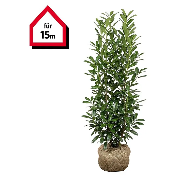 Piardino Kirschlorbeer Novita - 150 cm - 175 cm, Prunus laurocerasus  'Novita', 30 Stk. online kaufen bei BAUHAUS