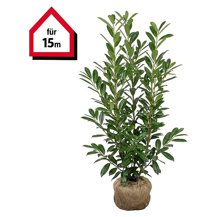 Piardino Kirschlorbeer Caucasica - 150 cm - 175 cm, Prunus laurocerasus  'Caucasica', 30 Stk. online kaufen bei BAUHAUS