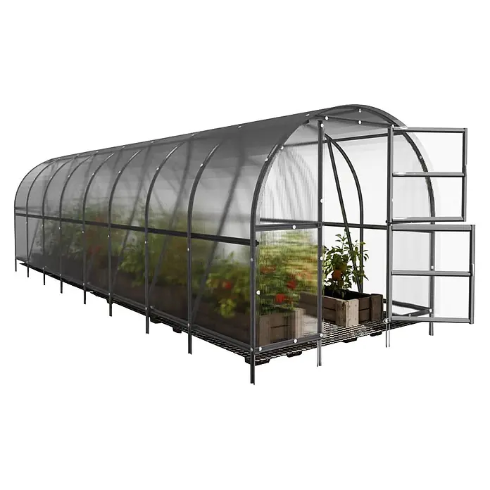 Klasika Greenhouses Gewächshaus Baltic Lt Klasika - Außenmaß inkl. Dachüberstand (B x T): 300 x 800 cm, Material Seitenwand: Kunststoff, 6 mm, Silbergrau - Gewölbtes Tunnelgewächshaus mit transparenten Paneelen und dunklem Rahmen, Pflanzen in Holzkisten. Vordertür geöffnet.