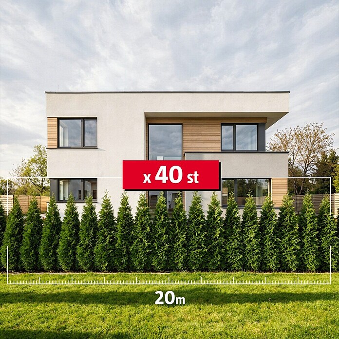 apfelbaum zimmerpflanze Zier-Apfelbaum 'Aros'® kaufen
