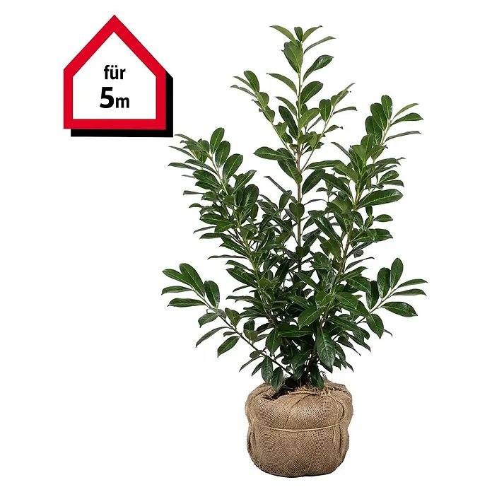 Piardino Kirschlorbeer Novita - 80 cm - 100 cm, Prunus laurocerasus 'Novita',  10 Stk. online kaufen bei BAUHAUS
