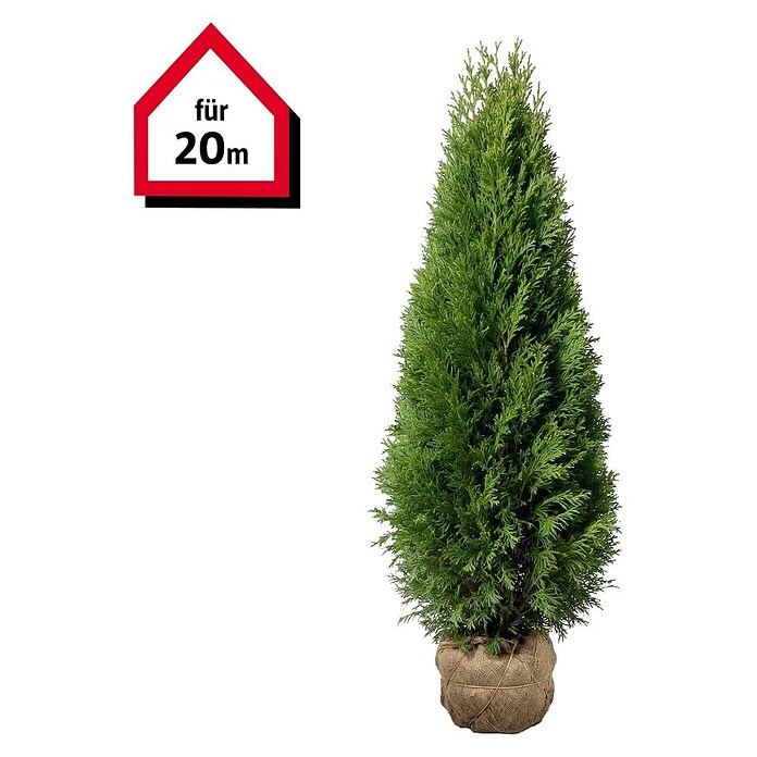 Piardino Lebensbaum Smaragd - 180 cm - 200 cm, Thuja occidentalis 'Smaragd',  40 Stk. online kaufen bei BAUHAUS