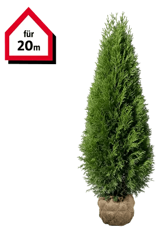 Piardino Lebensbaum Smaragd - 180 cm - 200 cm, Thuja occidentalis  'Smaragd', 40 Stk. online kaufen bei BAUHAUS