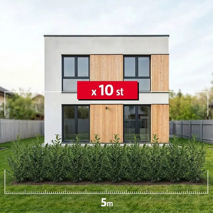 Piardino Kirschlorbeer Novita - 80 cm - 100 cm, Prunus laurocerasus 'Novita',  10 Stk. online kaufen bei BAUHAUS
