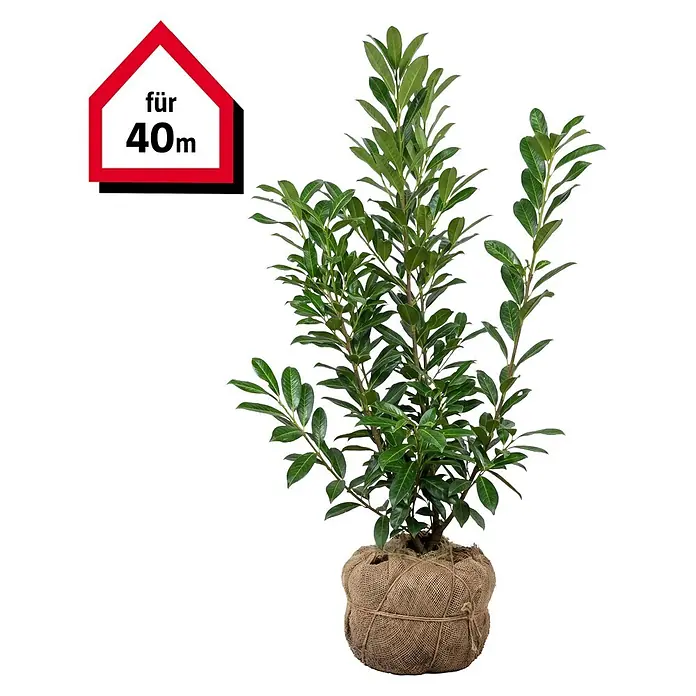 Piardino Kirschlorbeer Genolia - 60 cm - 80 cm, Prunus laurocerasus 'Genolia',  120 Stk. online kaufen bei BAUHAUS