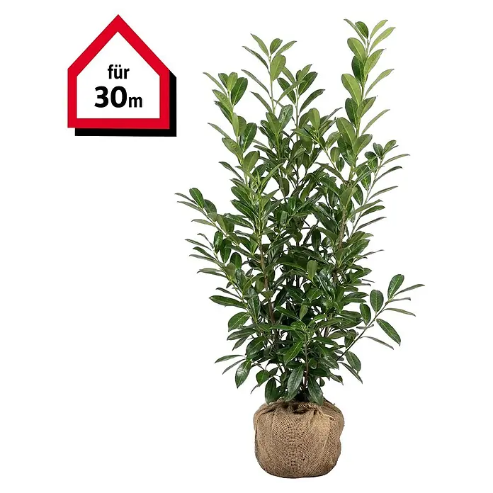 kirschlorbeer schnellwachsend kaufen Kirschlorbeer Genolia ® (Prunus laurocerasus) | 160 cm Fertighecke main image 1