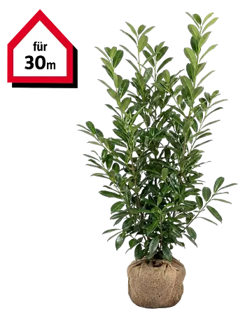 Piardino Kirschlorbeer - 100 cm - 125 cm, Prunus laurocerasus 'Novita', 60  Stk. online kaufen bei BAUHAUS