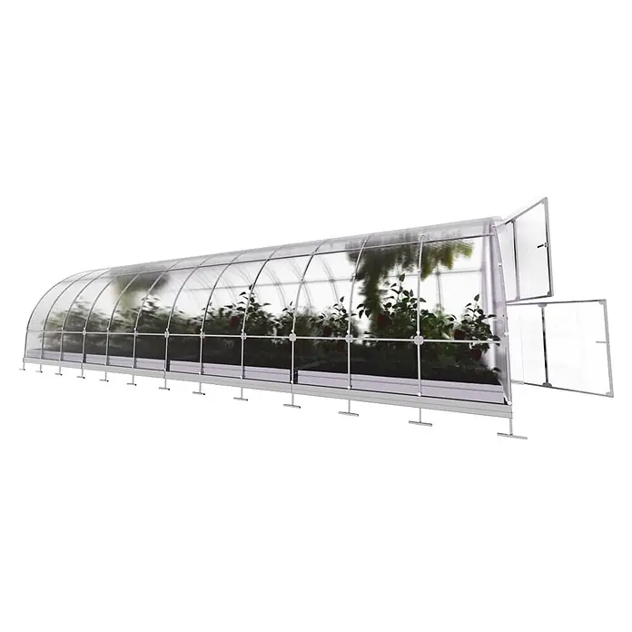 Klasika Greenhouses Gewächshaus Tube Klasika - Außenmaß inkl. Dachüberstand (B x T): 300 x 800 cm, Material Seitenwand: Kunststoff, 4 mm, Silbergrau - Gewölbtes Gewächshaus mit transparenten Platten und weißem Rahmen, Pflanzen enthaltend. Endplatten sind zur Belüftung geöffnet.