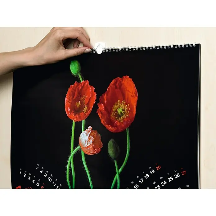 Tesa Powerstrips Gancho autoadhesivo para cuadros - 2 ud., Blanco - Calendario de pared con una imagen de amapolas rojas sobre un fondo negro, colgado en la pared.