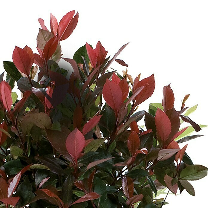 Glanzmispel (Photinia x fraseri Little Red Robin, Topfgröße: 5 l, Rot/Grün)