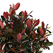 Glanzmispel (Photinia x fraseri Little Red Robin, Topfgröße: 5 l, Rot/Grün)