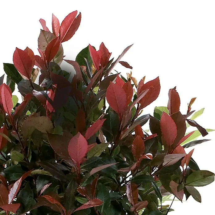 Piardino Glanzmispel - Photinia fraseri 'Little Red Robin', Topfgröße: 23 cm - Fotinia 'Red Robin' mit leuchtend roten Blättern, die einen schönen Kontrast zu dem tiefgrünen Laub bilden und für einen dekorativen Farbakzent sorgen.