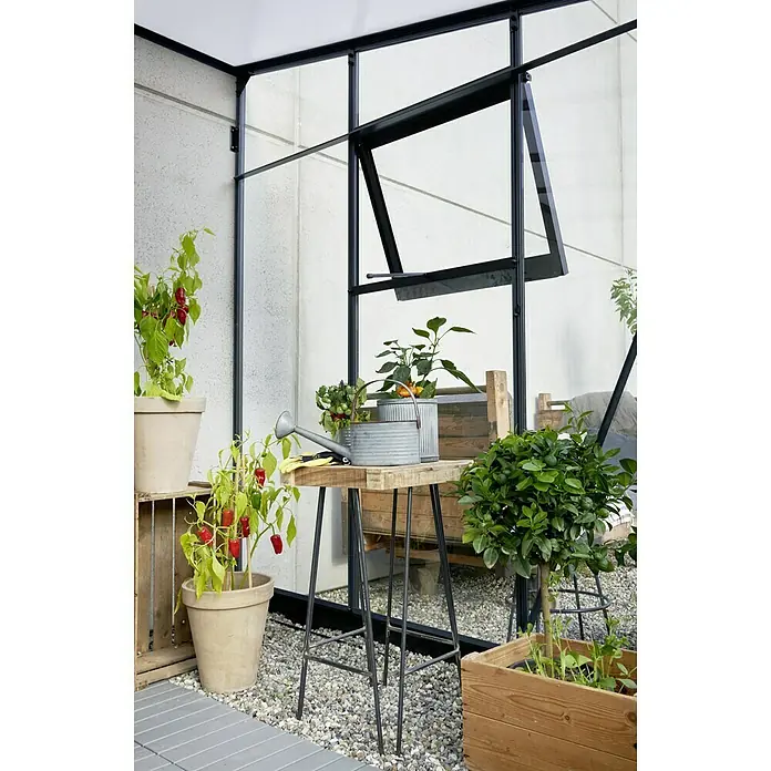 Juliana Gewächshaus Veranda - Außenmaß inkl. Dachüberstand (B x T): 221 x 296 cm, Material Seitenwand: Glas, 3 mm, Anthrazit - Gewächshaus-Interieur mit Topfpflanzen, Gießkanne und einem kleinen Tisch. Das Gewächshaus verfügt über eine Glasfront mit schwarzen Rahmen.