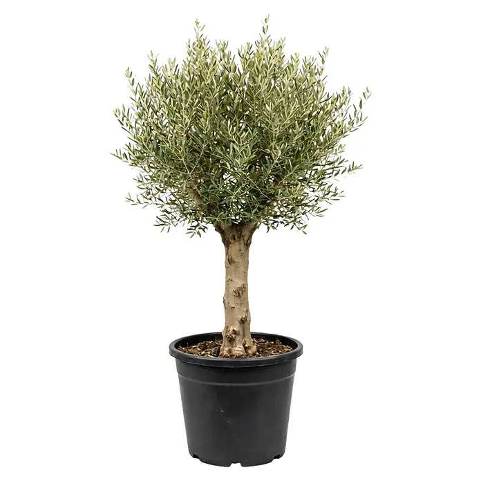 Piardino Olivenbaum - Olea europaea Chicago, Aktuelle Wuchshöhe: 100 cm - Kleiner Olivenbaum mit grünen Blättern und braunem Stamm in einem schwarzen Plastiktopf.