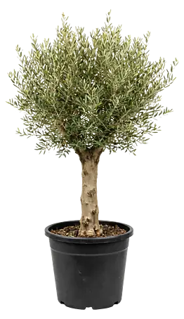 wie alt ist der lteste olivenbaum Echter, 300 Jahre alter Olivenbaum 260 cm Hhe, dicke Stmme, beste Qu   Sunrise