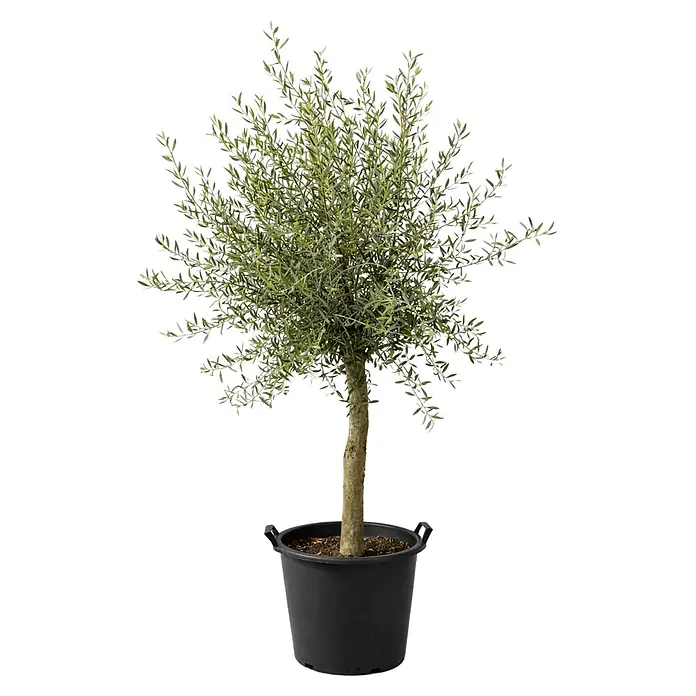 Piardino Olivenbaum StU 16/20 - Olea europaea, Topfgröße: 40 cm - Ein kleiner, üppiger Olivenbaum mit grünen Blättern und braunem Stamm in einem schwarzen Kunststofftopf mit Erde.