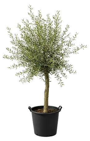 Piardino Olivenbaum StU 16/20 - Olea europaea, Topfgre: 40 cm online  kaufen bei BAUHAUS