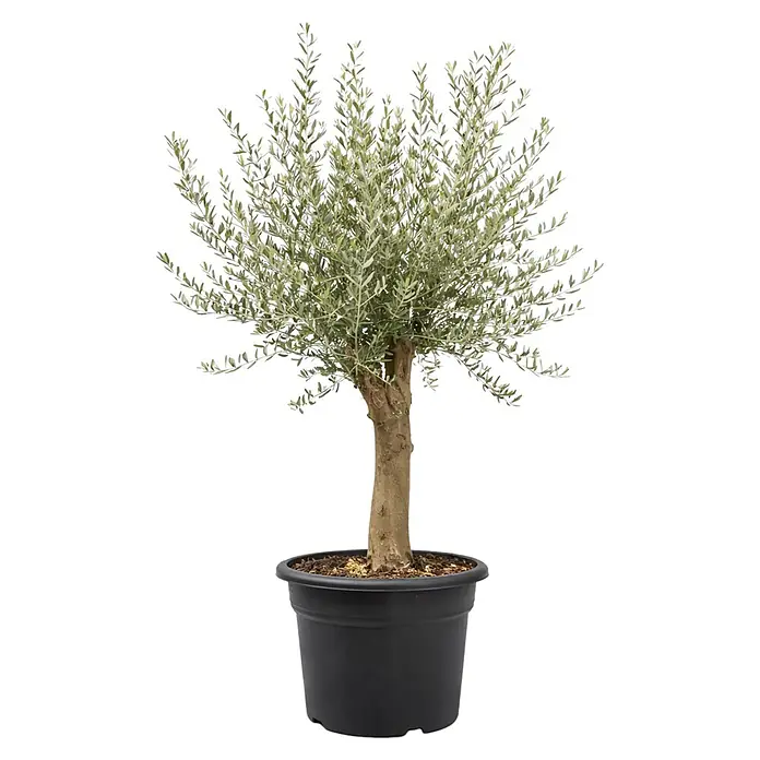 Piardino Olivenbaum StU 20/30 - Olea europaea, Topfgröße: 50 cm - Getopfter Olivenbaum mit grüngrauen Blättern, braunem Stamm und schwarzem Topf.