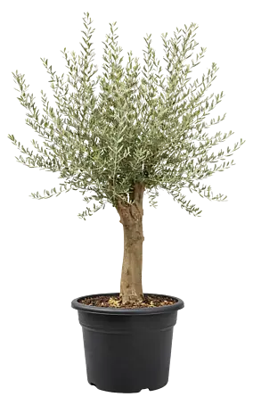 Piardino Olivenbaum StU 20/30 - Olea europaea, Topfgre: 50 cm online  kaufen bei BAUHAUS