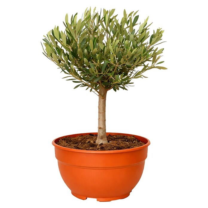 Olivenbaum - Olea europaea sciottola, Topfgre: 21 cm online kaufen bei  BAUHAUS