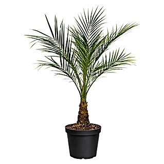 Piardino Zwerg-Dattelpalme (Phoenix roebelini, Topfgröße: 17 cm)