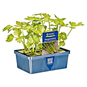 Apium graveolens var. secalinum 6 Stange
