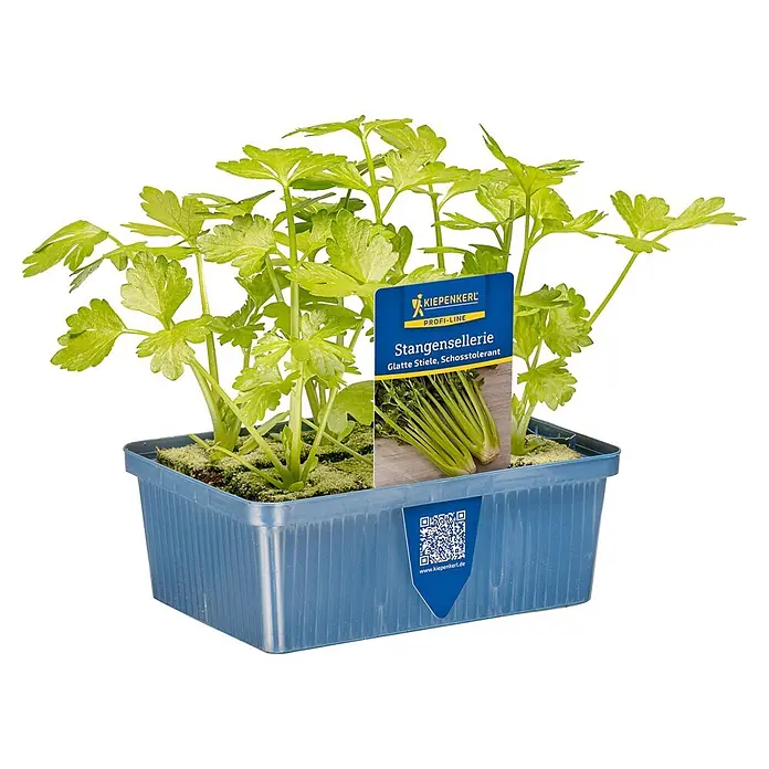 Sellerie 6er Schale - Apium graveolens var. secalinum - Topf-Stangensellerie in blauem Plastiktopf mit Produktetikett. Die Pflanze ist frisch und grün.