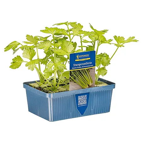 Sellerie 6er Schale