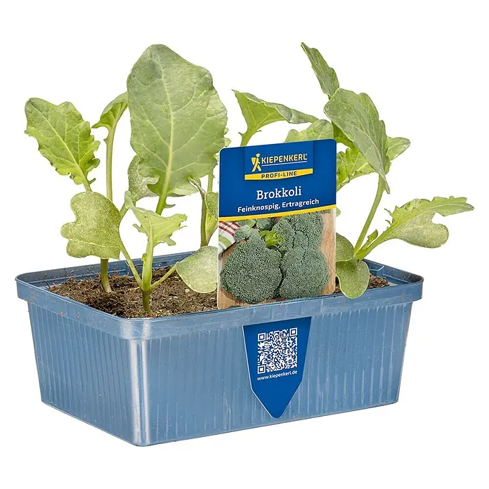 Piardino Brokkoli 6er Schale - Brassica oleracea italica - Brokkoli-Setzlinge in blauem Kunststofftopf mit Produktetikett, das reifen Brokkoli zeigt.