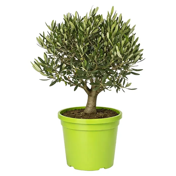 Piardino Olivenbaum - Olea europaea, Topfgröße: 19 cm - Kleiner Olivenbaum mit grünen Blättern und braunem Stamm, in einem runden hellgrünen Topf mit brauner Erde.