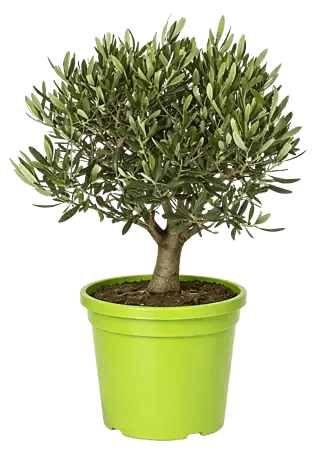 Piardino Olivenbaum - Olea europaea, Topfgre: 19 cm online kaufen bei  BAUHAUS