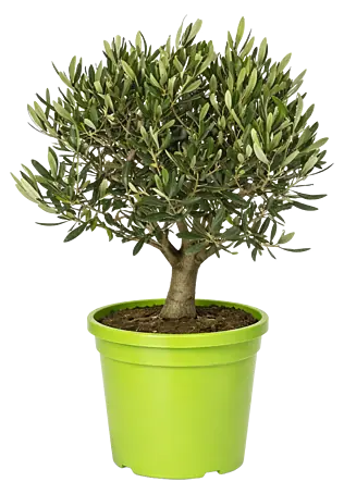 thuja-sorten Thuja Smaragd kaufen