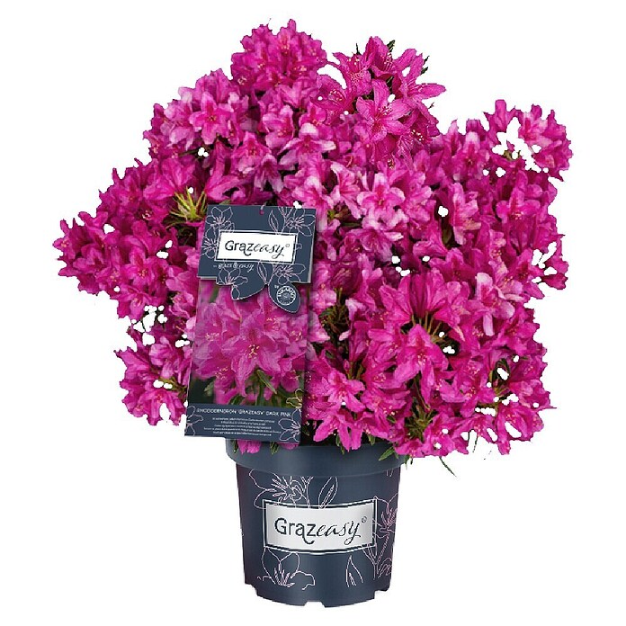 Rhododendron Grazeasy 5 (Blütenfarbe: Purpur, Winterhart, Mehrjährig) | BAUHAUS