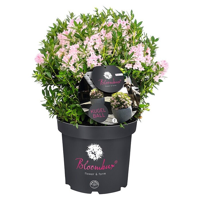 Piardino Rhododendron Bloombux Kugel (Blütenfarbe: Zart Rosa, Winterhart, Mehrjährig) | BAUHAUS