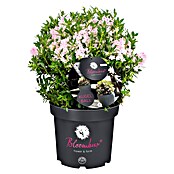 Piardino Rhododendron Bloombux Kugel (Blütenfarbe: Zart Rosa, Winterhart, Mehrjährig) | BAUHAUS