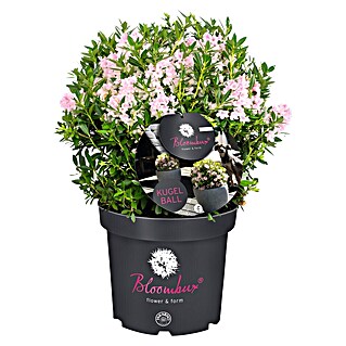 Piardino Rhododendron Bloombux Kugel (Blütenfarbe: Zart Rosa, Winterhart, Mehrjährig)