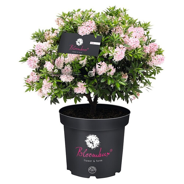 Piardino Rhododendron Bloombux (Blütenfarbe: Zart Rosa, Winterhart, Mehrjährig) | BAUHAUS